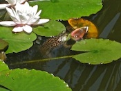 Lily Pads